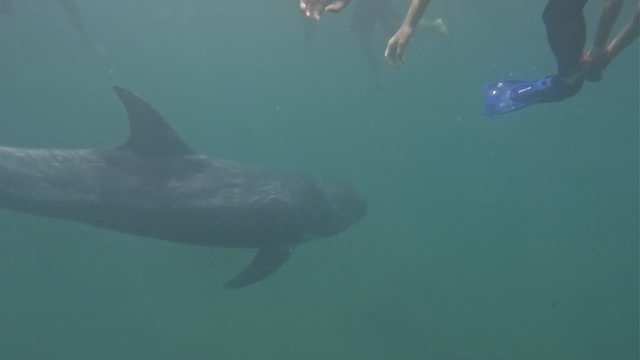 足元を泳ぐハナゴンドウクジラ